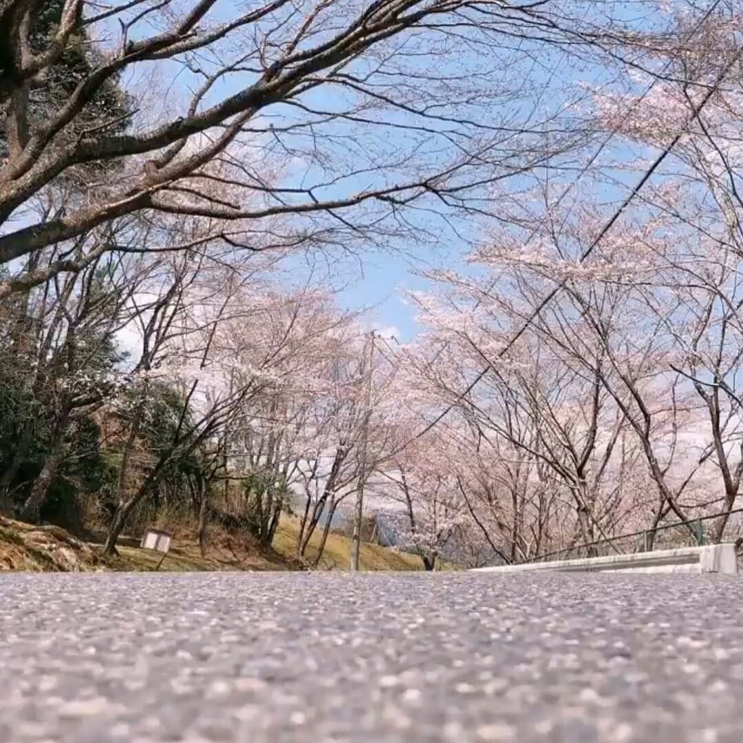 §CoffeeBreak 桜の花びらで満たされた春