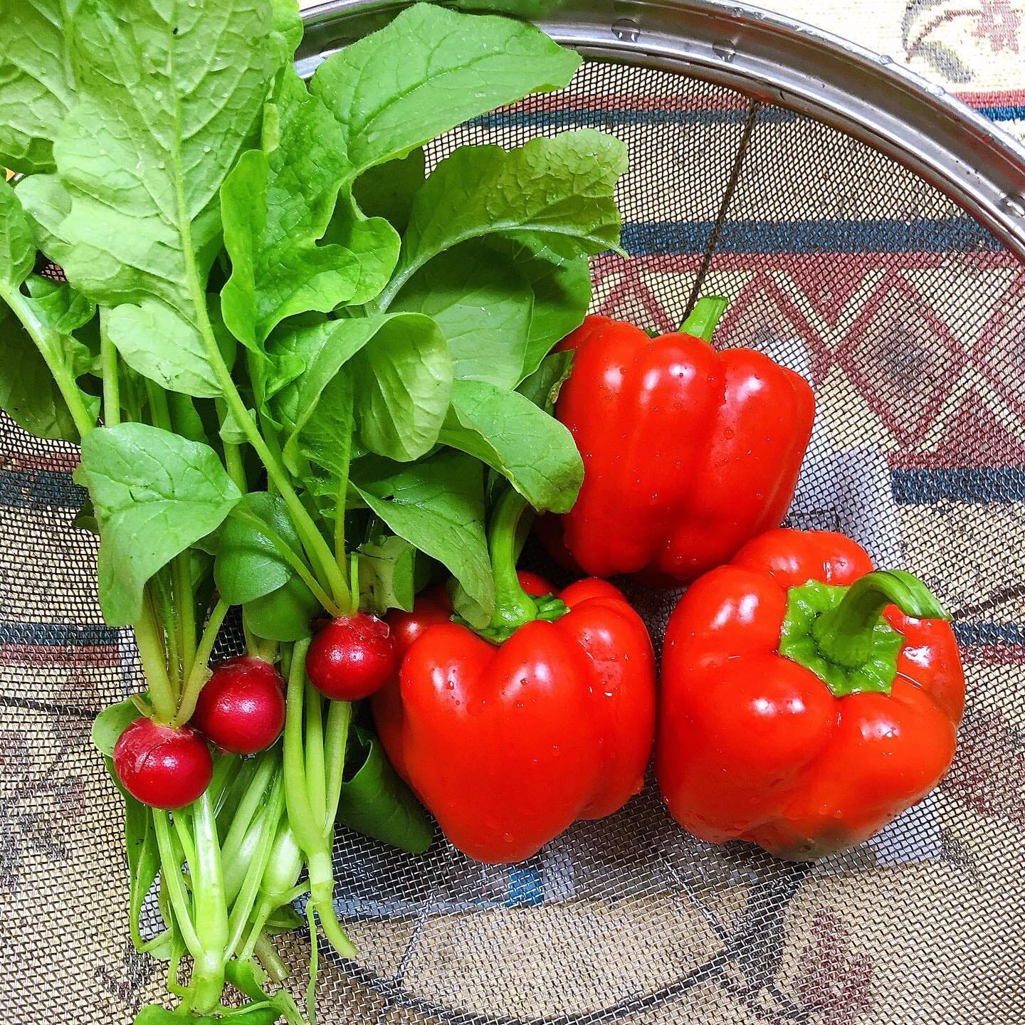 農業としての野菜栽培