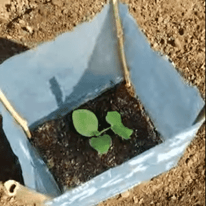 あんどんで囲った定植直後のカボチャ