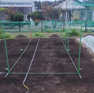 カボチャの畝作り