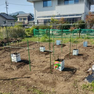 園芸支柱による立体栽培の工夫