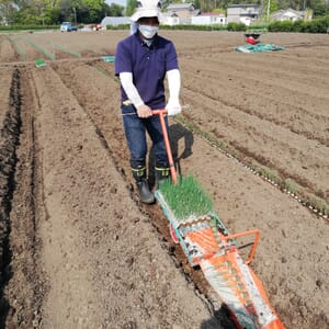 植え付けを待つ長ネギの苗床