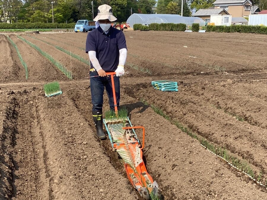 2022年第一話 秋ネギの定植を頑張った話し