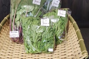 店頭に並べお買い上げを待つ春菊たち