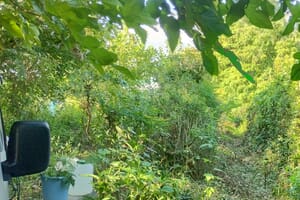 春菊の植える予定の耕作放棄地