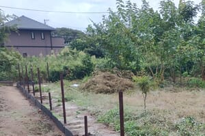 春菊の植える予定の耕作放棄地