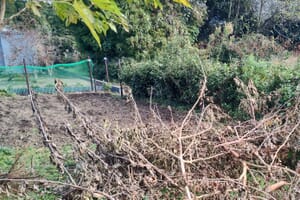 春菊の植える予定の耕作放棄地