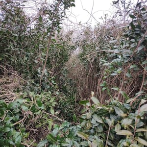 伸びきったチャノキと覆いつくす葛(クズ)