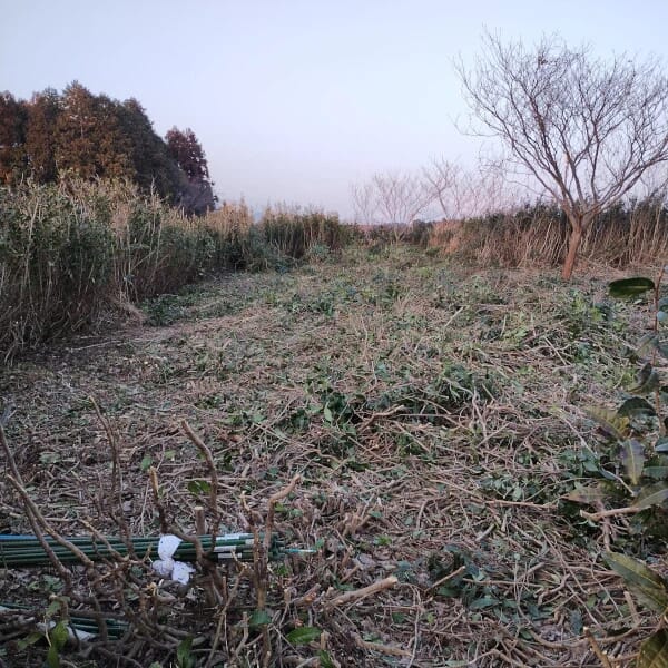 2026年第一話 10年放置された茶畑にあらためて注目する　｜　茶畑開墾とチャノキ残渣活用の試み