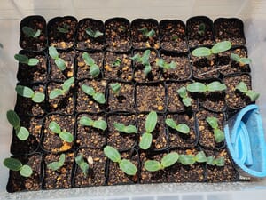 クリアボックスで芽出しした千成ひょうたん