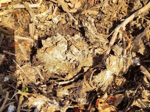 菌糸の付いた天然の腐葉土層