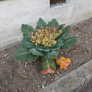 ロマネスコの花蕾が色づいた