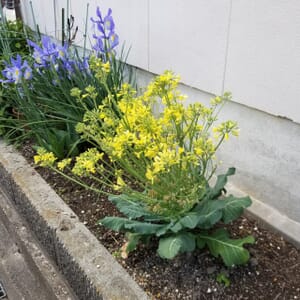 ロマネスコの花が咲き始めました