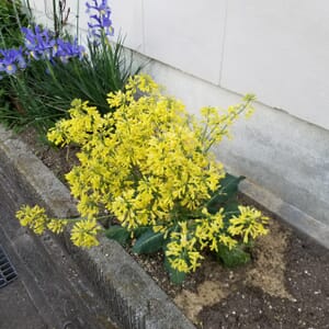 収穫直前のロマネスコの花蕾