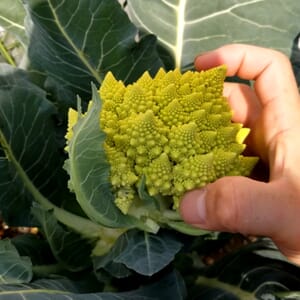 ロマネスコの花蕾の収穫