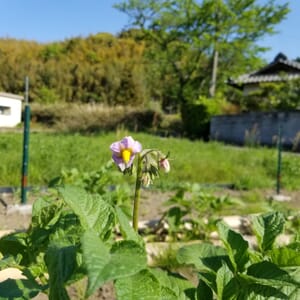 ジャガイモの花が咲いた