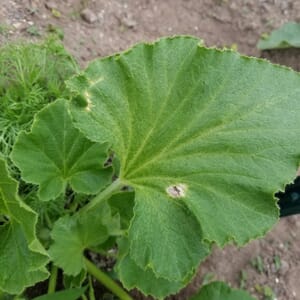 4月18日のウリハムシの食害が始まった様子