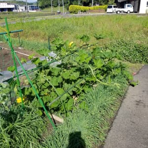 別角度から見た5月20日のカボチャの立体栽培の様子