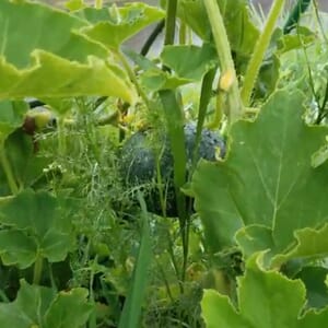 草に囲まれた梅雨時期のカボチャ