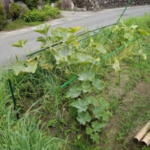 6月24日の手入れ後のカボチャの栽培の様子